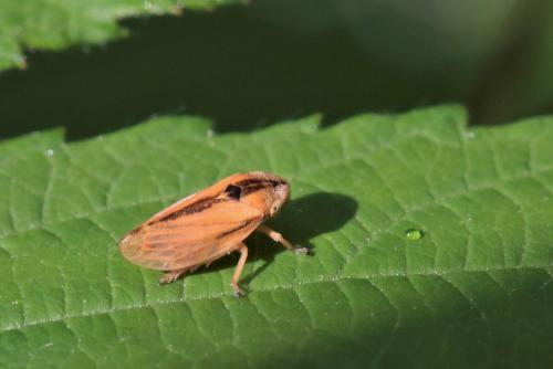 Philaenus spumarius